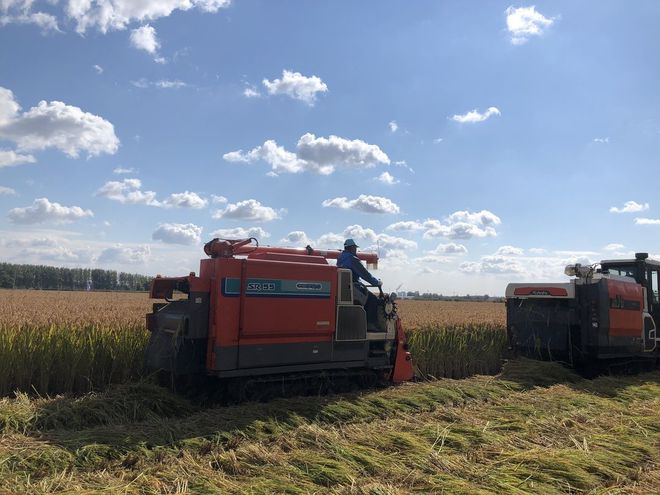宋家岗子村富硒大米熟了（宋家岗子村富硒大米熟了）-硒宝网