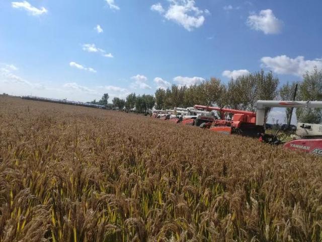 宋家岗子村富硒大米熟了（宋家岗子村富硒大米熟了）-硒宝网