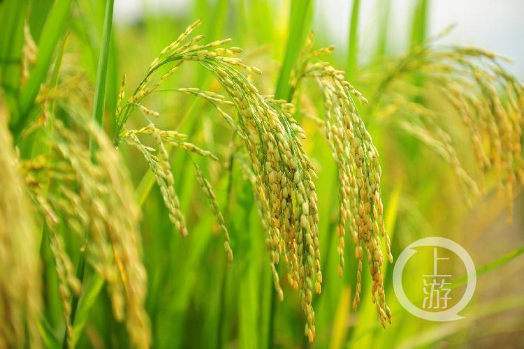 江津种植的富硒大米价格(富硒大米种植技术)-硒宝网