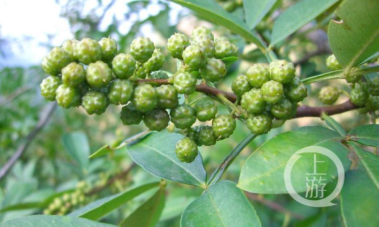 江津种植的富硒大米价格(富硒大米种植技术)-硒宝网