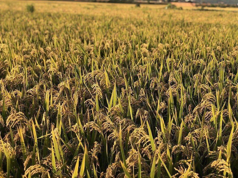 上高县富硒大米种植面积(江西富硒大米基地)-硒宝网