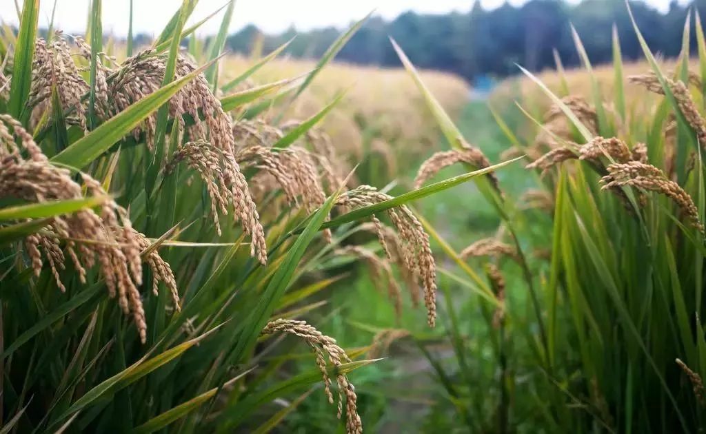 富硒大米含什么元素多呢(大米含硒元素吗)-硒宝网