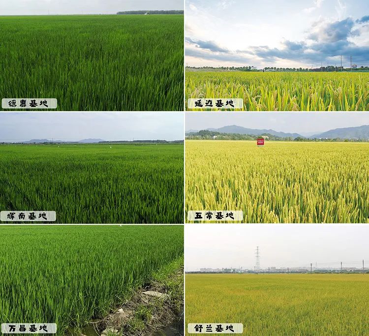 富硒大米和贡米哪个好吃(富硒大米好在哪)-硒宝网