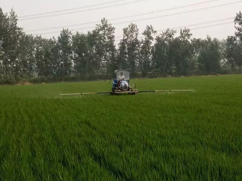 富硒大米江苏能种吗现在(富硒大米好在哪)-硒宝网