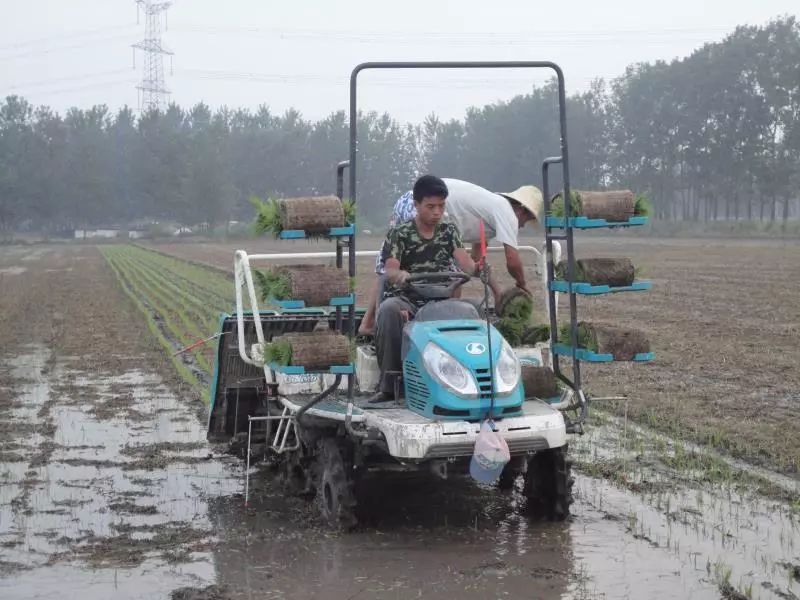 富硒大米江苏能种吗现在(富硒大米好在哪)-硒宝网