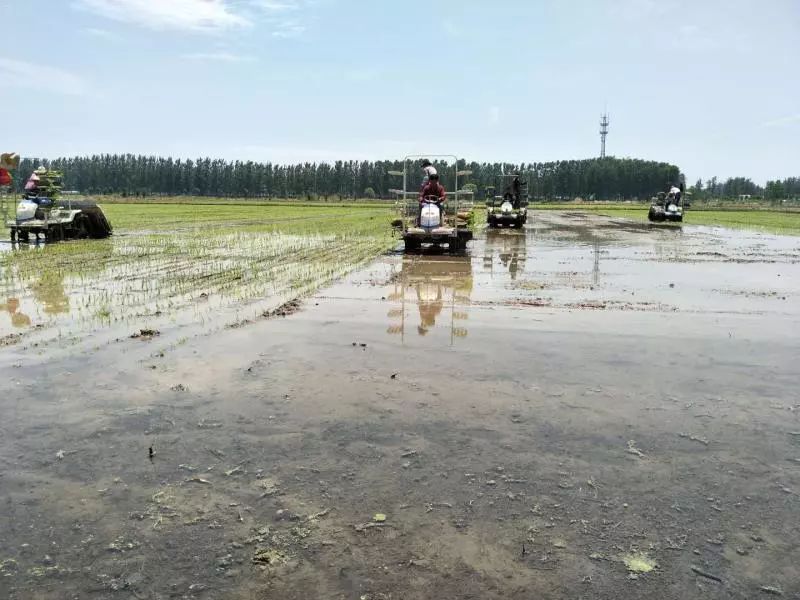 富硒大米江苏能种吗现在(富硒大米好在哪)-硒宝网