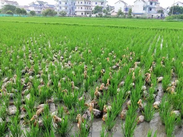 富硒鸭稻有机大米哪个好（有机鸭稻米多少钱一斤）-硒宝网