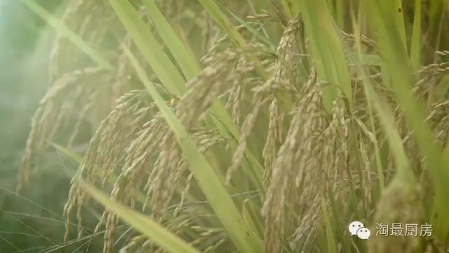 富硒鸭稻有机大米哪个好(鸭稻米骗局)-硒宝网