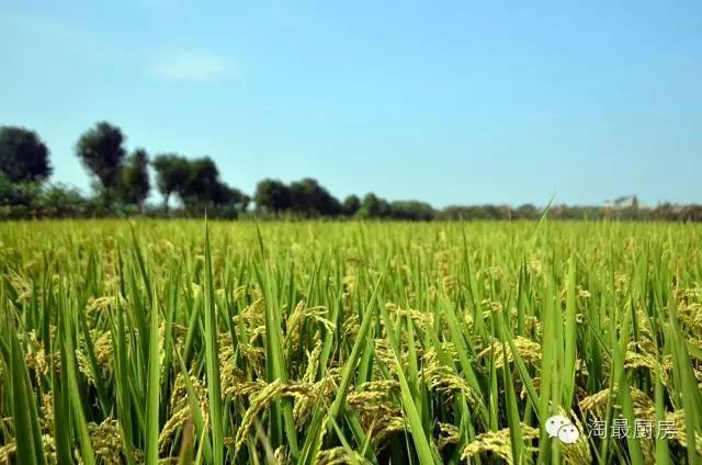 富硒鸭稻有机大米哪个好(鸭稻米骗局)-硒宝网