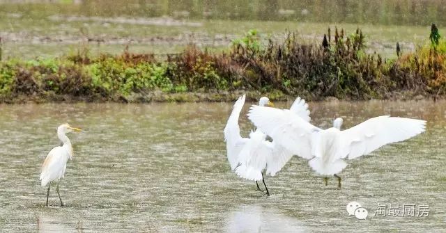 富硒鸭稻有机大米哪个好(鸭稻米骗局)-硒宝网