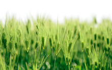 富硒大米营养价值有哪些（富硒大米营养成分表）-硒宝网