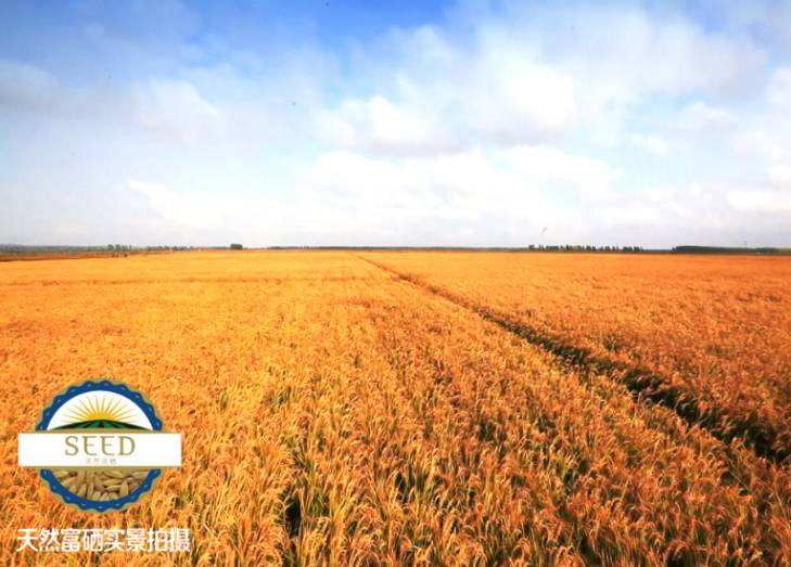 海伦市富硒大米产量多少(海伦大米多少钱一斤)-硒宝网