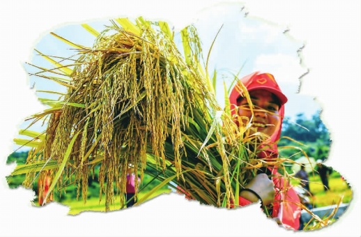 中志集团的富硒大米功能(大米硒的作用)-硒宝网