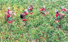 中志集团的富硒大米功能(大米硒的作用)-硒宝网