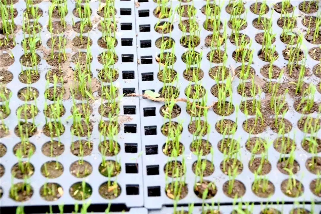 购买黑龙江宝清富硒大米(黑龙江省富硒大米)-硒宝网