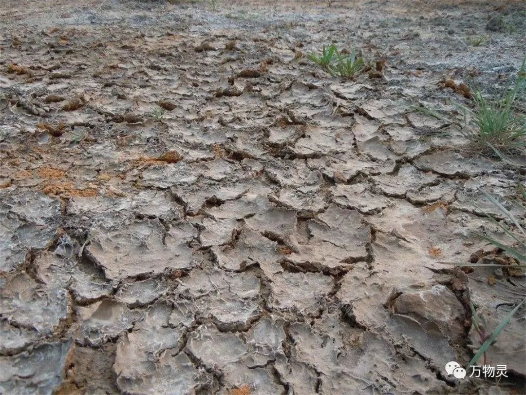 新疆广禾富硒大米好吃吗(富硒大米与普通大米区别)-硒宝网