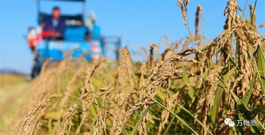 新疆广禾富硒大米好吃吗(富硒大米与普通大米区别)-硒宝网