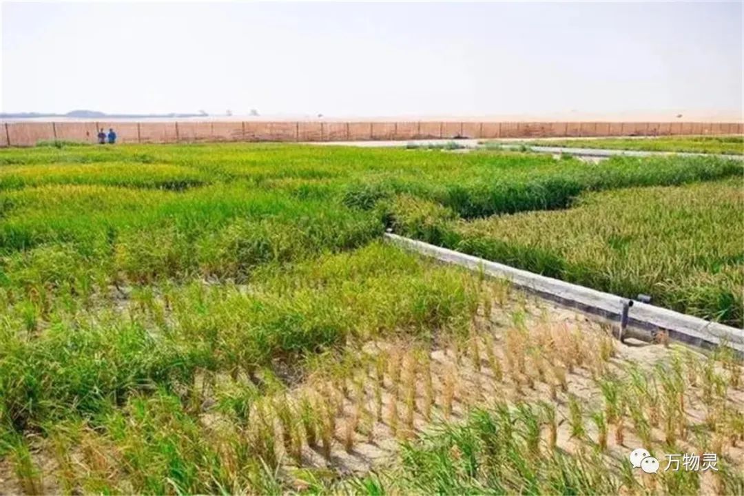 新疆广禾富硒大米好吃吗(富硒大米与普通大米区别)-硒宝网