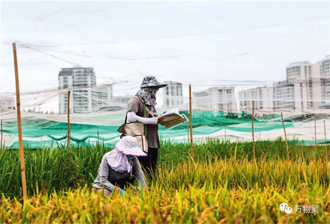 新疆广禾富硒大米好吃吗(富硒大米与普通大米区别)-硒宝网