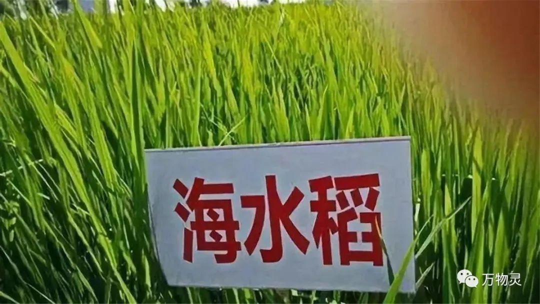 新疆广禾富硒大米好吃吗(富硒大米与普通大米区别)-硒宝网