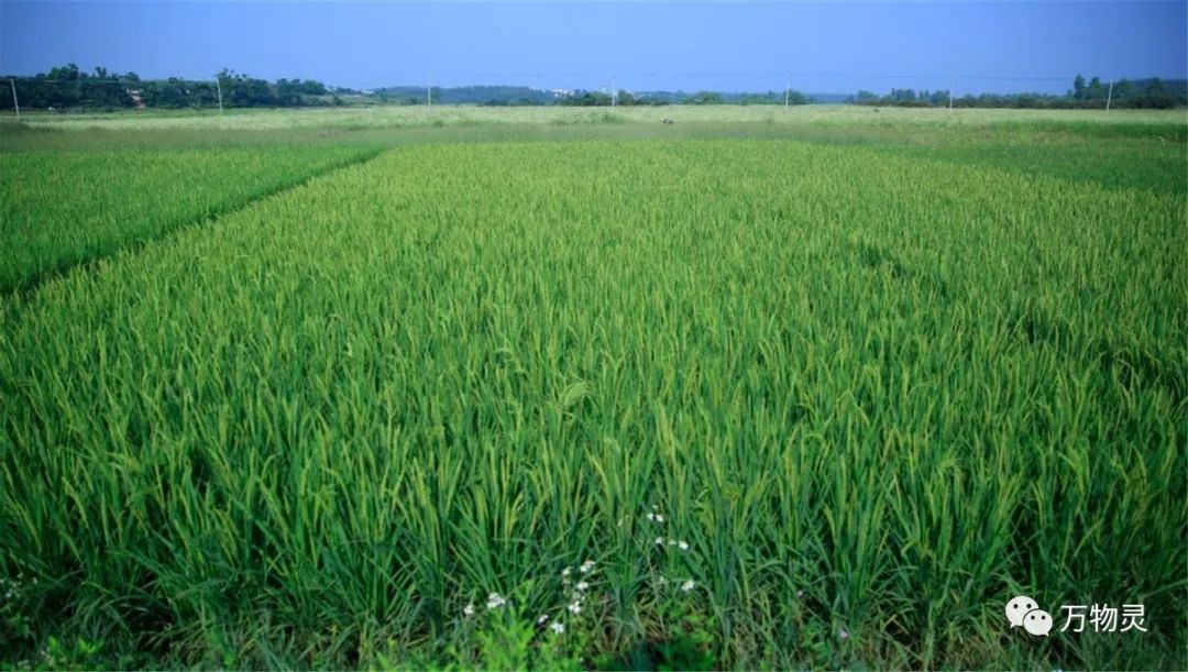 新疆广禾富硒大米好吃吗(富硒大米与普通大米区别)-硒宝网