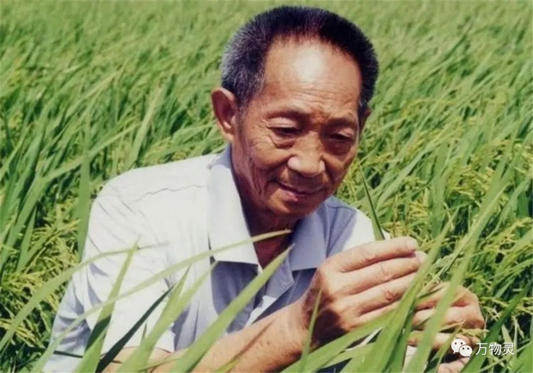 新疆广禾富硒大米好吃吗(富硒大米与普通大米区别)-硒宝网