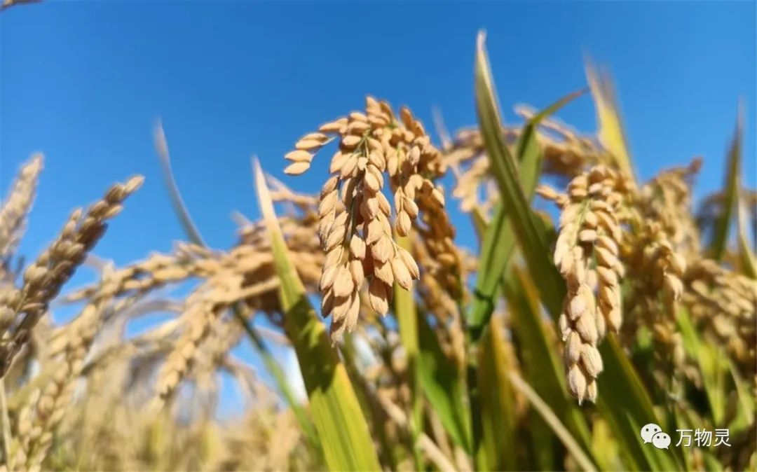 新疆广禾富硒大米好吃吗(富硒大米与普通大米区别)-硒宝网