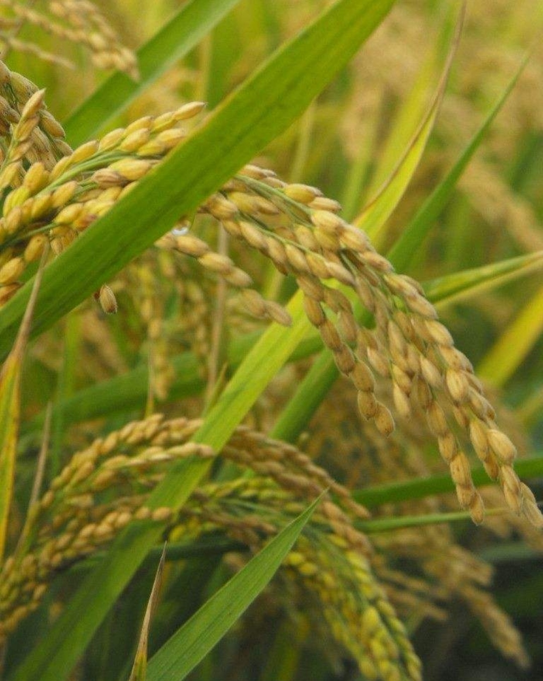 江西丰城出产富硒大米吗（丰城富硒米多少一斤）-硒宝网