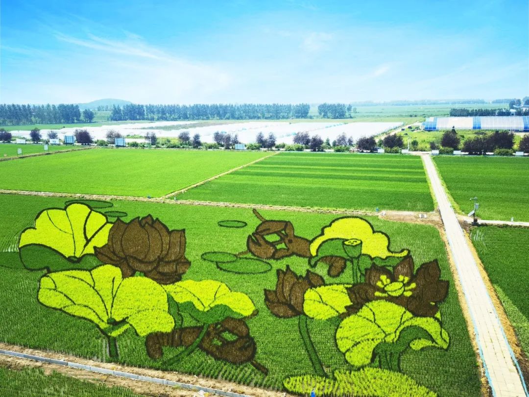 建山天然富硒大米好吗吗(富硒大米与普通大米区别)-硒宝网