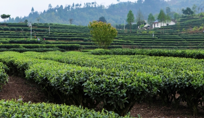沐川县富硒大米产量多少（富硒大米基地）-硒宝网