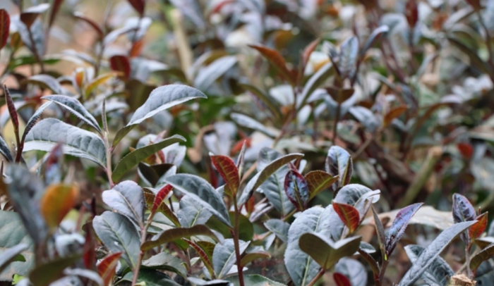 沐川县富硒大米产量多少（富硒大米基地）-硒宝网