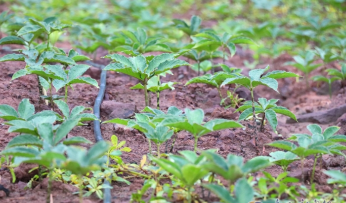 沐川县富硒大米产量多少（富硒大米基地）-硒宝网
