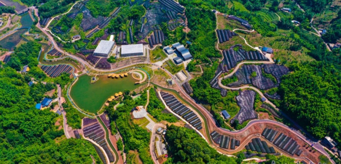 沐川县富硒大米产量多少（富硒大米基地）-硒宝网