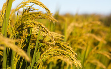 景阳富硒大米产地在哪里（景阳富硒米价格）-硒宝网