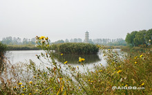 景阳富硒大米产地在哪里（景阳富硒米价格）-硒宝网