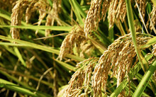 景阳富硒大米产地在哪里（景阳富硒米价格）-硒宝网