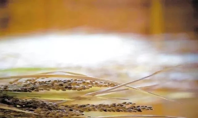 景阳富硒大米种子价格表（大米种子品牌）-硒宝网