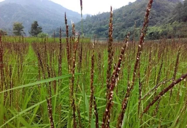 景阳富硒大米种子价格表（大米种子品牌）-硒宝网