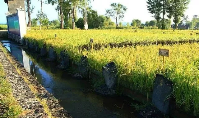 景阳富硒大米种子价格表（大米种子品牌）-硒宝网