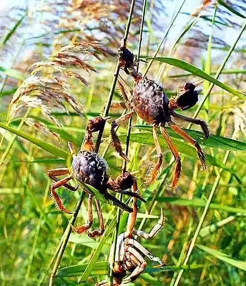 为什么吃富硒大米会胖人（大米胖吃富硒会人变瘦吗）-硒宝网