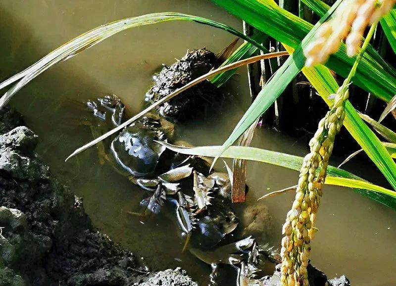 为什么吃富硒大米会胖人（大米胖吃富硒会人变瘦吗）-硒宝网