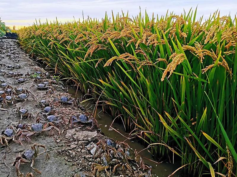 为什么吃富硒大米会胖人（大米胖吃富硒会人变瘦吗）-硒宝网