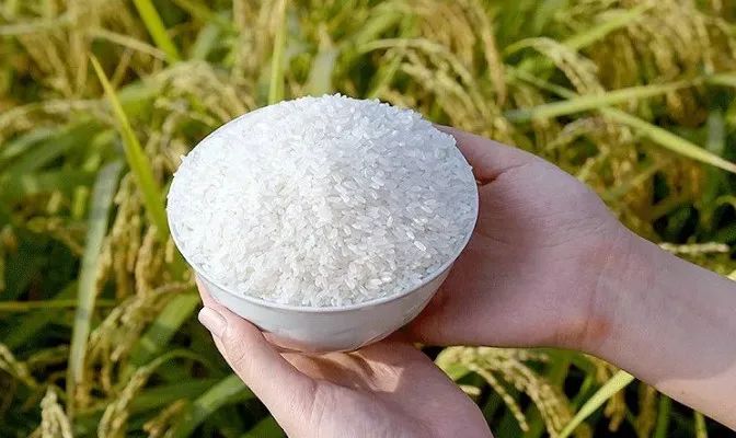 为什么吃富硒大米会胖人（大米胖吃富硒会人变瘦吗）-硒宝网