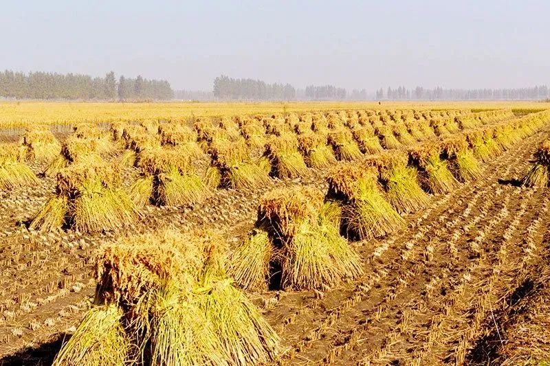 为什么吃富硒大米会胖人（大米胖吃富硒会人变瘦吗）-硒宝网