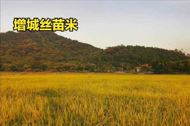 五常富硒大米有什么优势(五常富硒米的功效和作用)-硒宝网