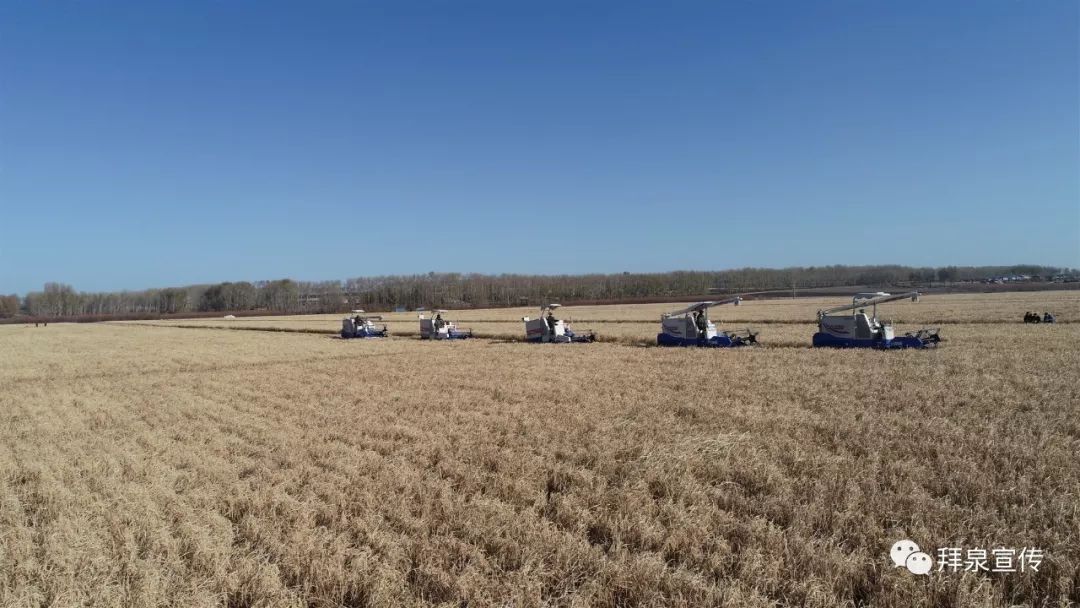 富硒玉米大米价格多少钱（富硒优质大米）-硒宝网