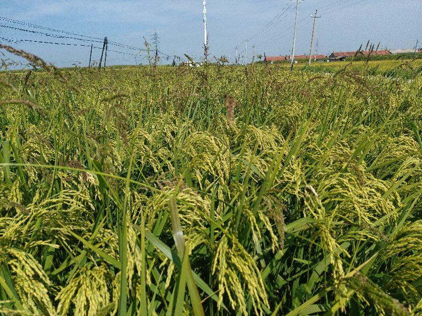 富硒大米什么口感好一点(富硒大米什么味道)-硒宝网