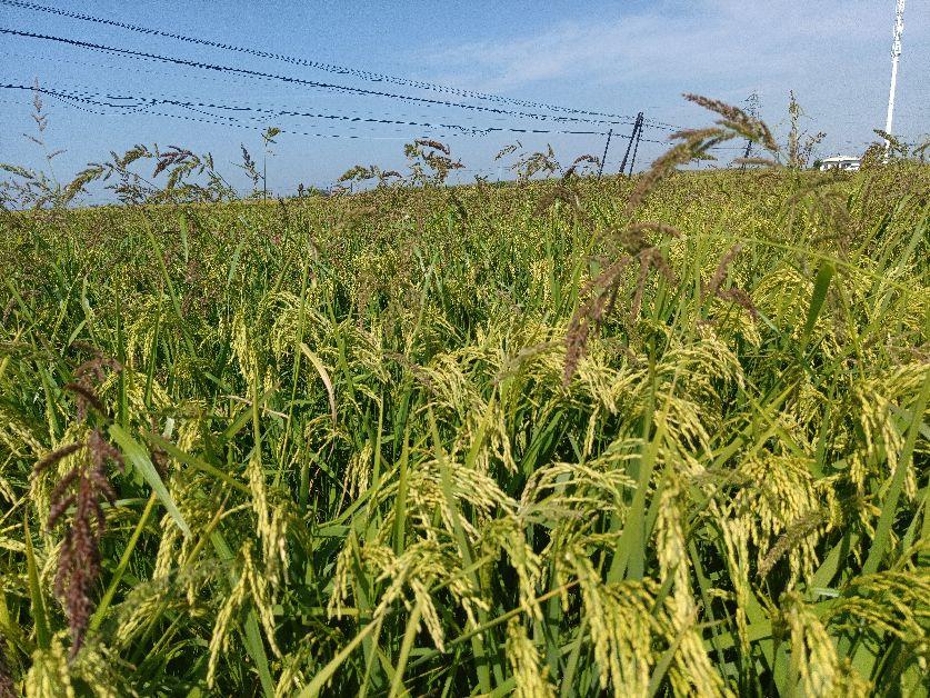 富硒大米什么口感好一点(富硒大米什么味道)-硒宝网