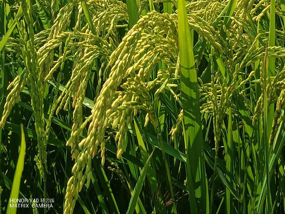 富硒大米什么口感好一点(富硒大米什么味道)-硒宝网