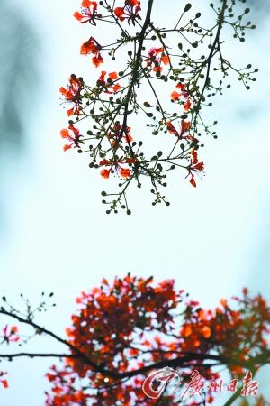 温汤长寿无癌村富硒大米（据报道富硒大米有多种保健功能）-硒宝网